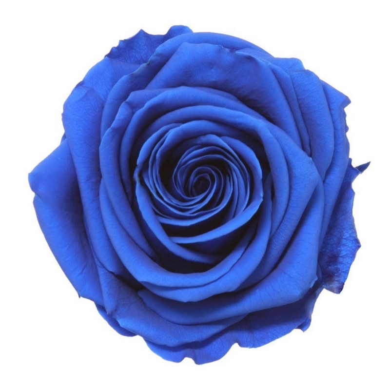 VERDISSIMO-ROSE Prémium 4P
