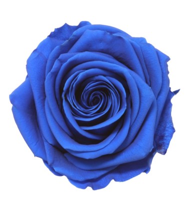 VERDISSIMO-ROSE Prémium 4P