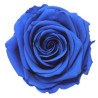 VERDISSIMO-ROSE Prémium 4P