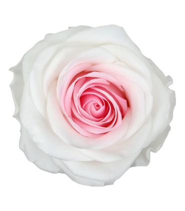 VERDISSIMO-ROSE Prémium 4P