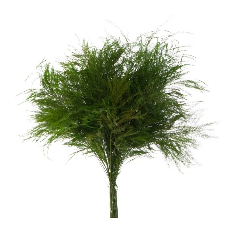 VERDISSIMO-TIKI "Asparagus virgatus" les 60g