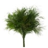 VERDISSIMO-TIKI "Asparagus virgatus" les 60g