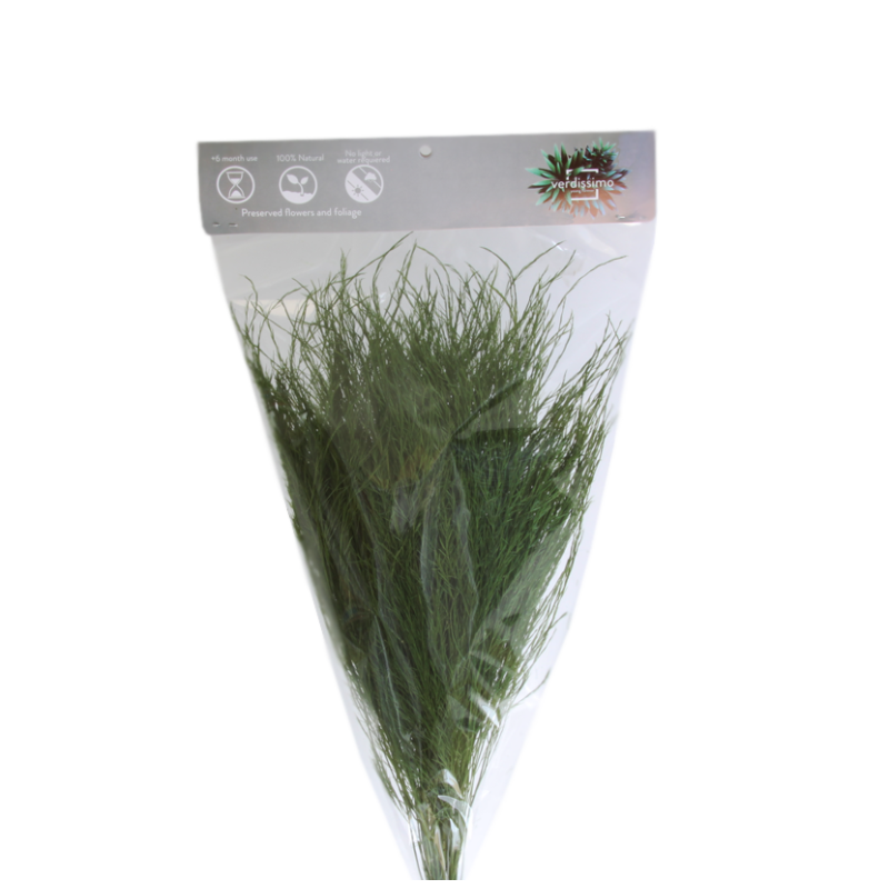 VERDISSIMO-TIKI "Asparagus virgatus" les 60g
