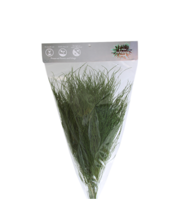 VERDISSIMO-TIKI "Asparagus virgatus" les 60g