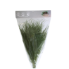 VERDISSIMO-TIKI "Asparagus virgatus" les 60g