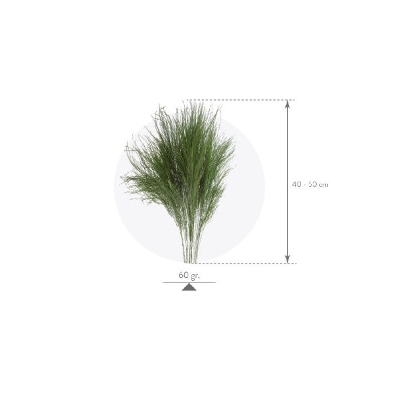 VERDISSIMO-TIKI "Asparagus virgatus" les 60g