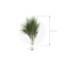 VERDISSIMO-TIKI "Asparagus virgatus" les 60g