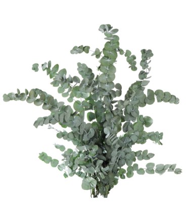 VERDISSIMO-CINEREA 40/80 VERT / 6 tiges