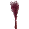 CENTAUREA MINI SECHE COULEURS sac 150gr