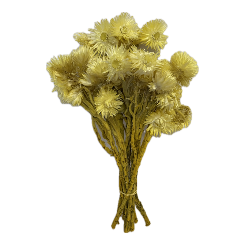 FLEUR CAPBLUMEN SECHE COULEUR le sachet