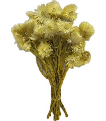 FLEUR CAPBLUMEN SECHE COULEUR le sachet