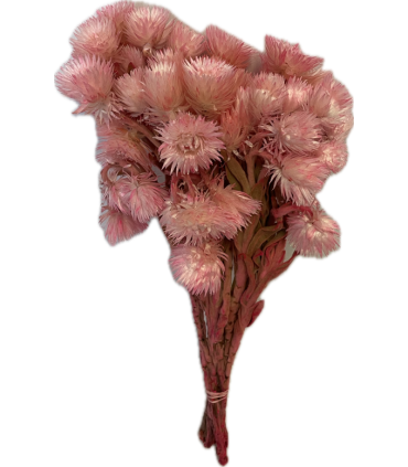 FLEUR CAPBLUMEN SECHE COULEUR le sachet