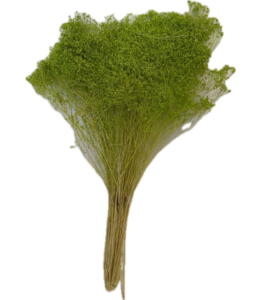 BROOM BLOOM COULEUR 100GR