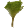 BROOM BLOOM COULEUR 100GR