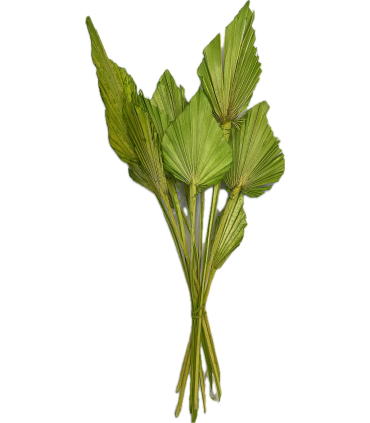 FEUILLE PALMIER COULEUR les 10P