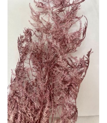 ASPARAGUS PAILLETÉ SECHE COULEURS le sachet 4/5 branches