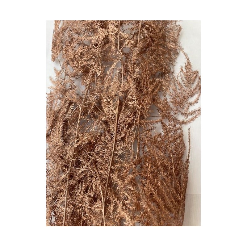 ASPARAGUS PAILLETÉ SECHE COULEURS le sachet 4/5 branches
