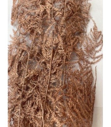 ASPARAGUS PAILLETÉ SECHE COULEURS le sachet 4/5 branches