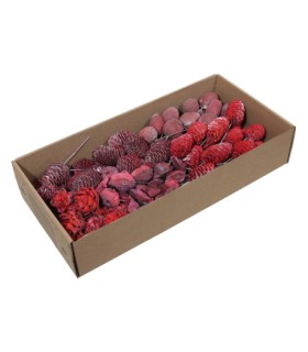 FRUIT SEC LEUCODENDRON ROUGE boite de 100P