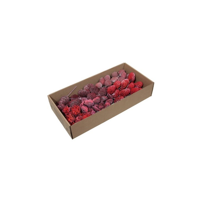 FRUIT SEC LEUCODENDRON ROUGE boite de 100P