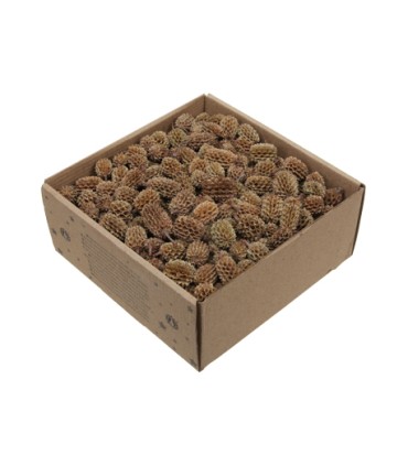 FRUIT SEC "CASURINA" boite 430GR 