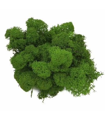 MOUSSE ISLANDE TEINTEE  500GR