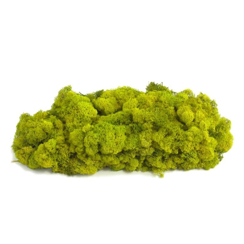 MOUSSE ISLANDE TEINTEE  500GR