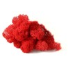 MOUSSE ISLANDE TEINTEE  500GR
