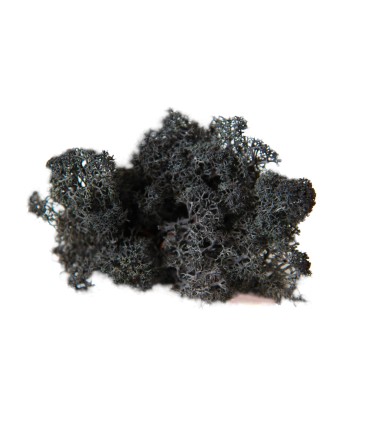 MOUSSE ISLANDE TEINTEE  500GR