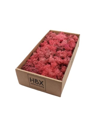 MOUSSE ISLANDE TEINTEE  500GR