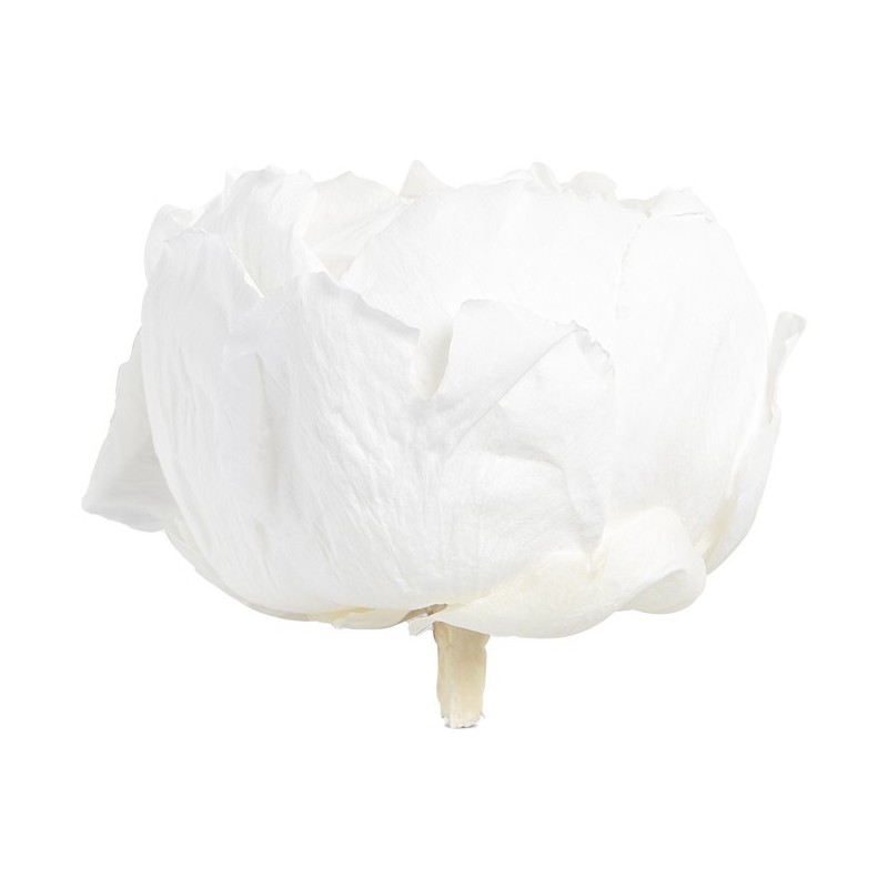 VERDISSIMO-PEONY boite 3P