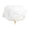 VERDISSIMO-PEONY boite 3P