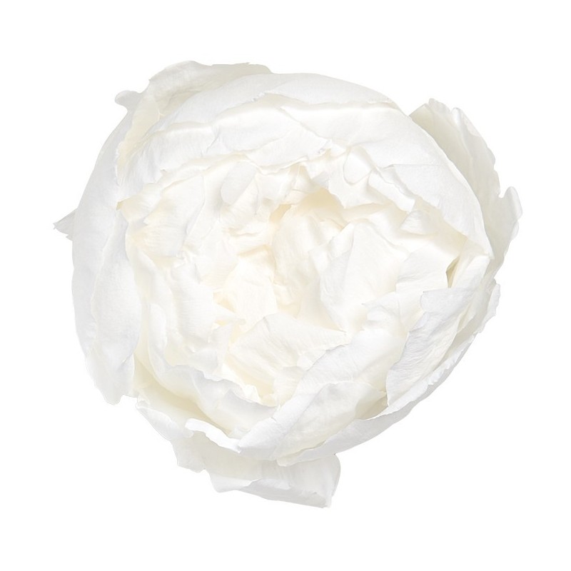 VERDISSIMO-PEONY boite 3P
