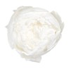VERDISSIMO-PEONY boite 3P
