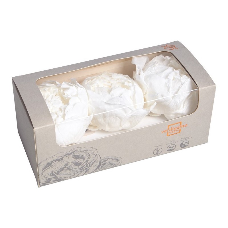 VERDISSIMO-PEONY boite 3P