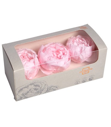 VERDISSIMO-PEONY boite 3P