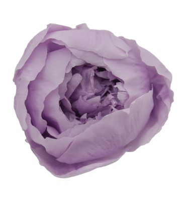 VERDISSIMO-PEONY boite 3P