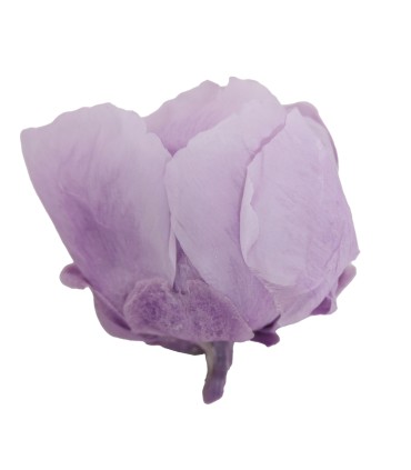 VERDISSIMO-PEONY boite 3P