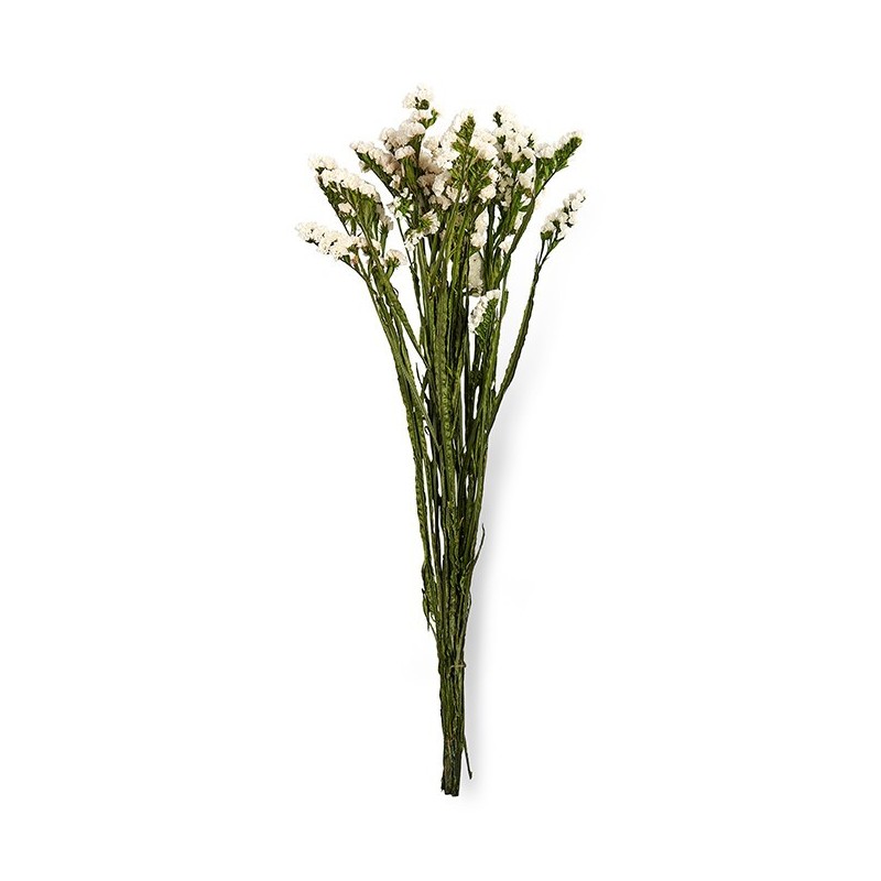 VERDISSIMO-STATICE 50/70CM les 100GR