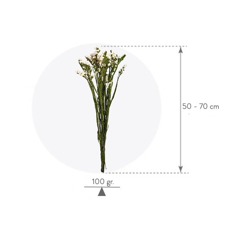 VERDISSIMO-STATICE 50/70CM les 100GR