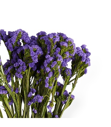 VERDISSIMO-STATICE 50/70CM les 100GR