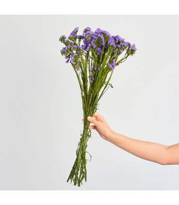 VERDISSIMO-STATICE 50/70CM les 100GR