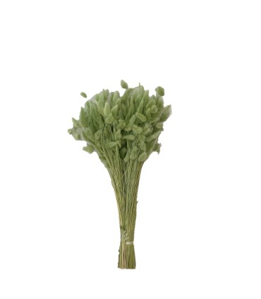 LAGURUS SECHE COULEUR 100GR