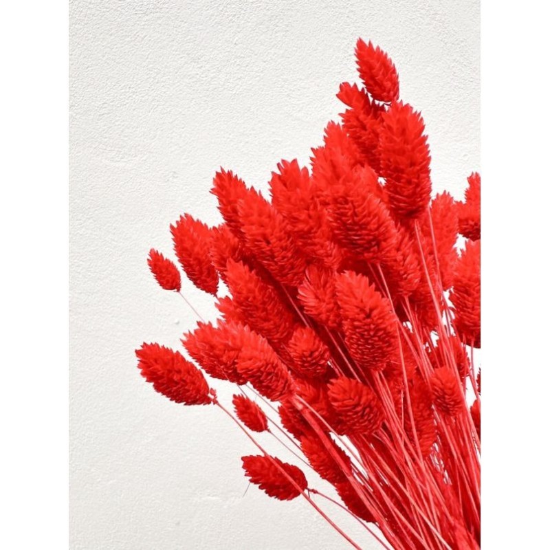 PHALARIS SECHE COULEUR SAC 150GR