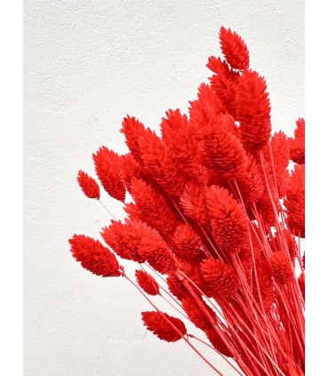 PHALARIS SECHE COULEUR SAC 150GR