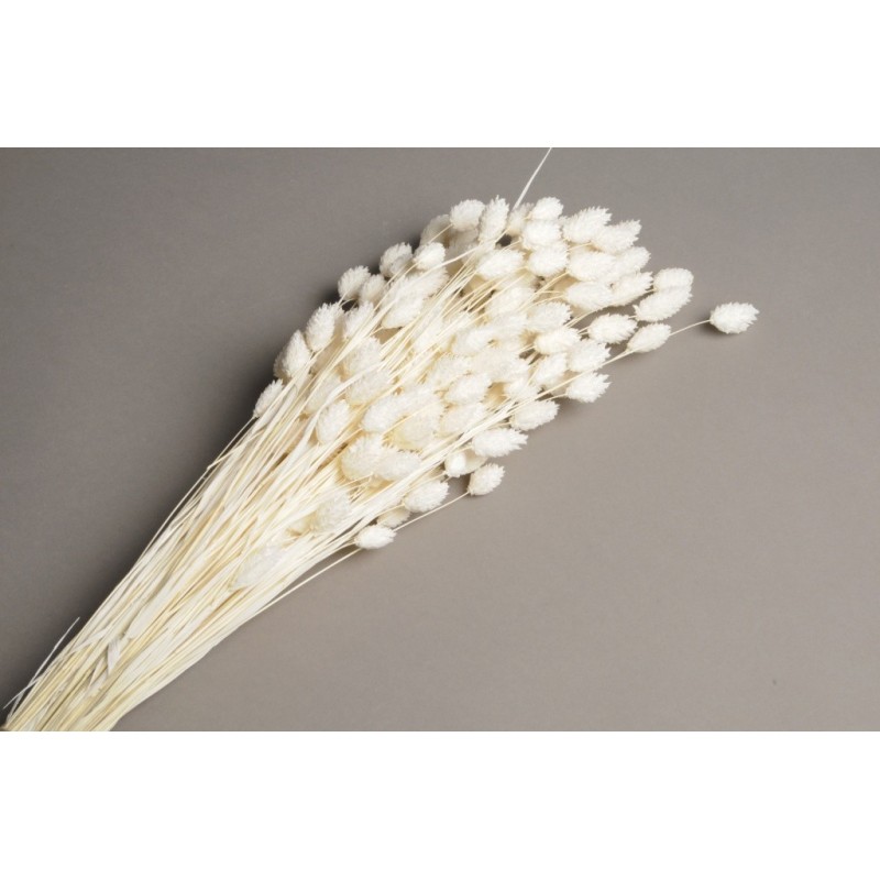 PHALARIS SECHE COULEUR SAC 150GR
