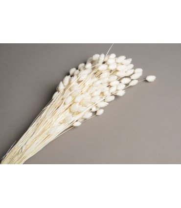 PHALARIS SECHE COULEUR SAC 150GR