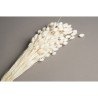 PHALARIS SECHE COULEUR SAC 150GR