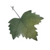 FEUILLE D'AUTOMNE 27X18CM les 6P