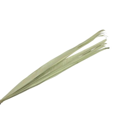 FEUILLE SECHEE 90-110CM /10P